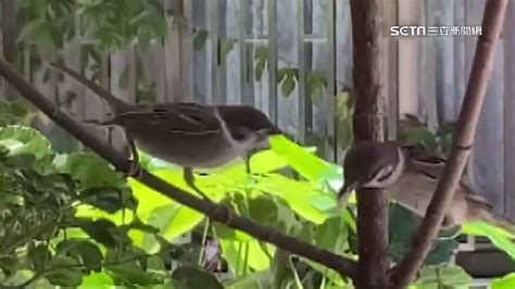 如何 讓麻雀 不要 來 築 巢|【麻雀祕密】麻雀真的變少了？「害鳥」其實是誤會？成群結隊卻。